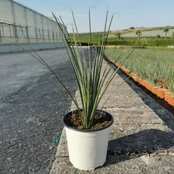 Üstökliliom   DASYLIRION SERRATIFOLIUM K3