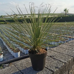 Üstökliliom   DASYLIRION SERRATIFOLIUM K6