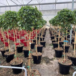 Sétányrózsa   LANTANA CAMARA ROSA/PINK T1/2 K13