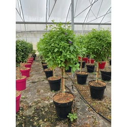 Enciánfa   SOLANUM RANTONNETII BLUE T1/4 K25