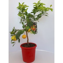 Grapefruit piros húsú CITRUS POMPELMO ROSSO T1/4 70/80CM K5 (NARANCSSÁRGA CSERÉP)