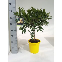 Citrom   CITRUS LIMEQUAT T1/4 70/80CM K5 (CITROMSÁRGA CSERÉP)