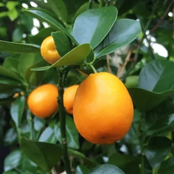 Mini mandarin  CITRUS KUKLE FAL 60CM K3