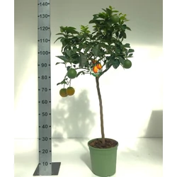 Édes narancs CITRUS ARANCIO T1/2 K12