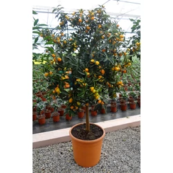 Koktélnarancs   CITRUS KUMQUAT T1/2 K30