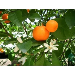 Mandarin   CITRUS MANDARINO T1/2 K30