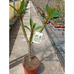 Pluméria   PLUMERIA RUBRA 70CM K3,5