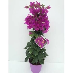Murvafürt   BOUGAINVILLEA PIRAMIS 50CM K1,5