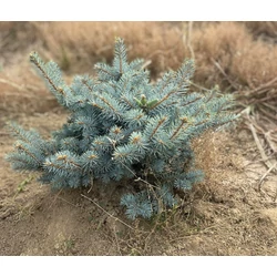 Gömb ezüstfenyő PICEA PUNGENS GLAUCA GLOBOSA 20/30*