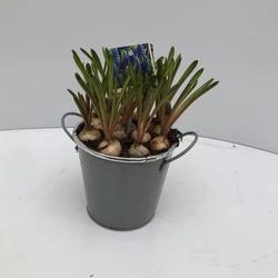 Fürtös gyöngyike MUSCARI FONOTT KASPÓBAN