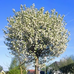 Gömb csepleszmeggy   PRUNUS FRUTICOSA GLOBOSA T200 3×I 20/25 K130