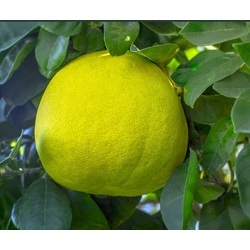 Pomelo   CITRUS POMMELO FAL 60CM K3