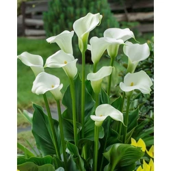 Fehér kála K6 ZANTEDESCHIA AETHIOPICA K6