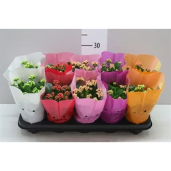 Korallvirág KALANCHOE CALANDIVA MIX CS10,5