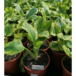 Árnyékliliom HOSTA FAJTÁK CS15