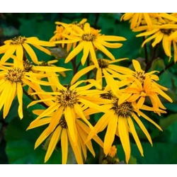 Kínai hamuvirág LIGULARIA LITTLE ROCKET CS19