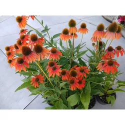Bíbor kasvirág ECHINACEA FAJTÁK CS15