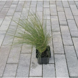 Árvalányhaj STIPA TENUISSIMA PONY TAILS CS9