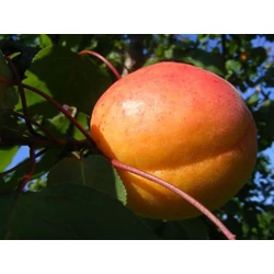 Ceglédi bíbor kajszi PRUNUS ARMENIACA CEGLÉDI BÍBOR K10-12