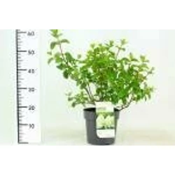Bugás hortenzia   HYDRANGEA PANICULATA SILVER DOLLAR 50/60 K4,6