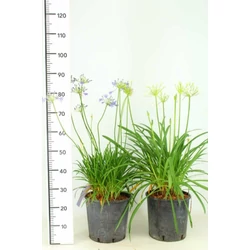 Afrikai szerelemvirág-fehér  AGAPANTHUS AFRICANUS SILVER BABY K10