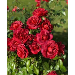 Rózsa ROUGE MEILOVE 40/50 CS19  