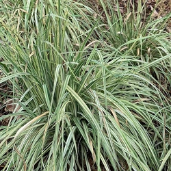 Tarka kékperje VARIEGATA K2,5   