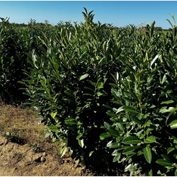 Oszlopos babérmeggy   PRUNUS LAUROCERASUS ELLY 100/125*