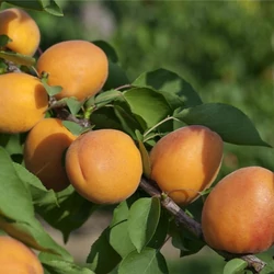 Goldrich kajszi PRUNUS ARMENIACA GOLDRICH (SUNGIANT) 12/14 K70