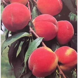 Redhaven őszibarack PRUNUS PERSICA REDHAVEN 12/14 K65