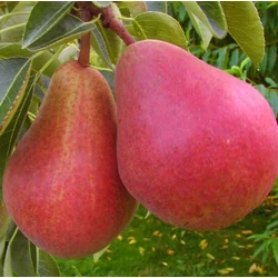 Piros Vilmos körte PYRUS COMMUNIS WILLIAM ROUGE 12/14 K65