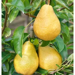 Vilmos körte PYRUS COMMUNIS WILLIAM  12/14 K70