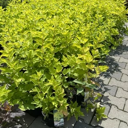 Hólyagvessző    PHYSOCARPUS OPULIFOLIUS DART'S GOLD K2