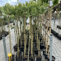 Tarkalevelű japán fűz  SALIX INTEGRA HAKURO-NISHIKI T100 CS21