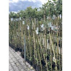 Tarka levelű japán fűz SALIX INTEGRA HAKURO-NISHIKI T160 K5