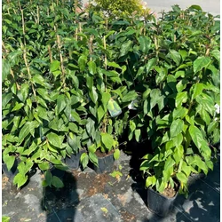 Jumbo japán kivi ACTINIDIA ARGUTA JUMBO K2