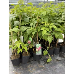 Polana málna RUBUS IDAEUS POLANA K2