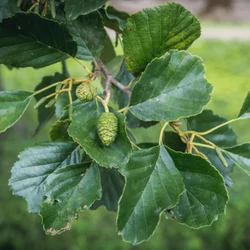 Enyves éger   ALNUS GLUTINOSA T200 10/12 K50