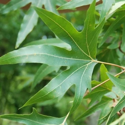 Szeldelt levelű platán  PLATANUS ORIENTALIS DIGITATA K12