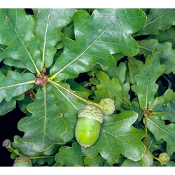  tölgy   QUERCUS ROBUR 180/+ K12