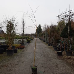 Szomorúfűz   SALIX ALBA TRISTIS 180/+ K12