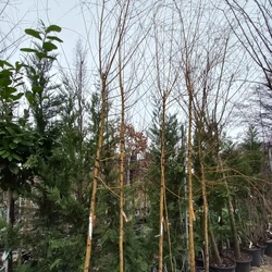 Szomorúfűz    SALIX ALBA TRISTIS 10/12 K35