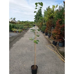 Ezüst hárs   TILIA TOMENTOSA 175/200 K7
