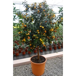 Koktélnarancs   CITRUS KUMQUAT T1/2 K30
