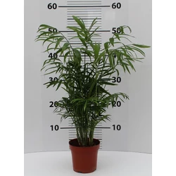 Gyompálma CHAMAEDORA ELEGANS 50CM K3