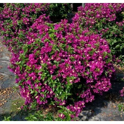Murvafürt   BOUGAINVILLEA ALEXANDRA BOKOR 60CM K9