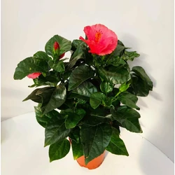Kínai hibiszkusz  HIBISCUS SUNNY CS13