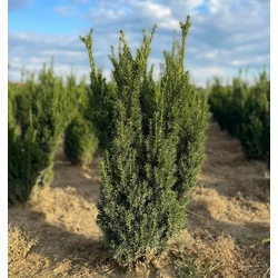Oszlopos tiszafa TAXUS MEDIA HILLII 60/80*