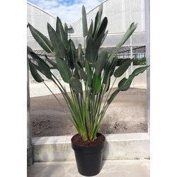 Papagájvirág STRELITZIA REGINAE K60