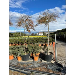 Szeldeltlevelű japán juhar  ACER PALMATUM DISSECTUM ATROPURPUREUM T180 10/12 K70